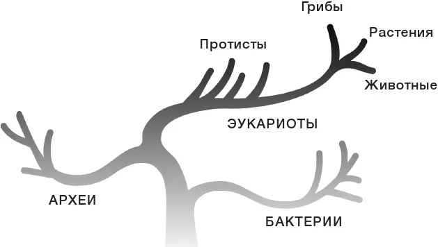 Упрощенное филогенетическое дерево на котором показаны три надцарства и четыре - фото 1