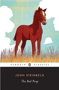 Джон Стейнбек The Red Pony обложка книги