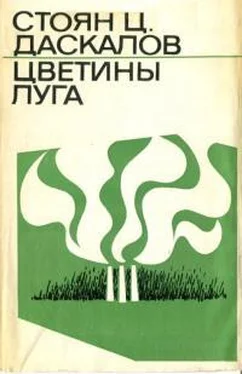Стоян Даскалов Цветины луга обложка книги