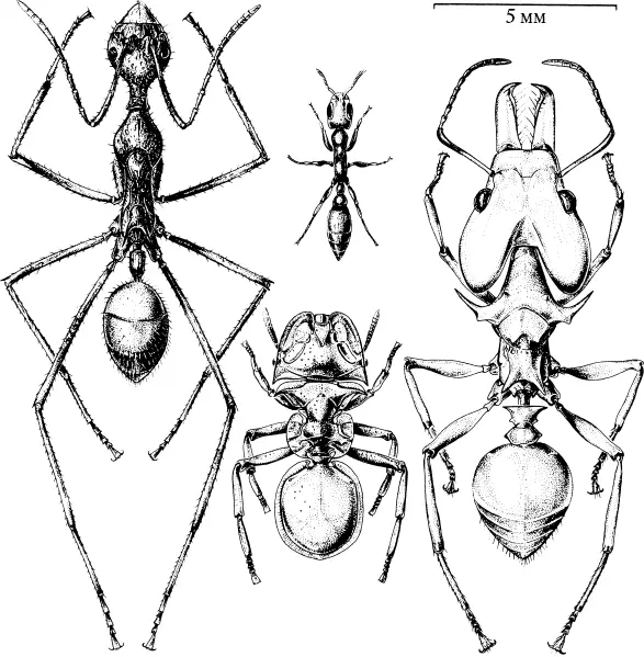 Разнообразие муравьёв Южной Америки Слева Dolichoderus с длинной шеей - фото 3