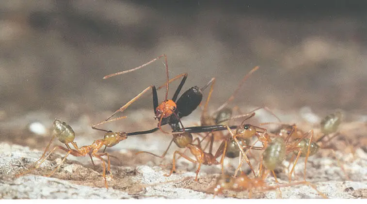 Даже такие стремительные и сильные захватчики как этот рабочий Leptomyrmex - фото 93