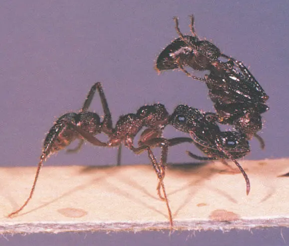 Социальная переноска у Ectatomma ruidum из тропической Америки Муравьи это - фото 102