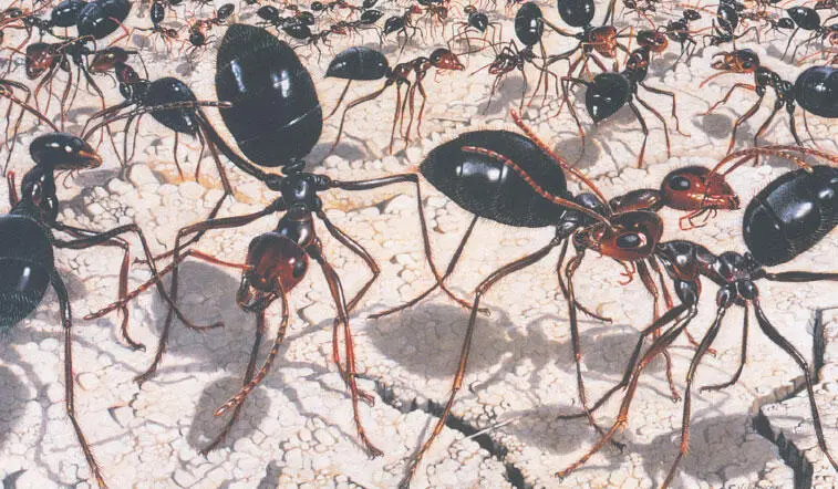 Территориальные турниры Myrmecocystus mimicus Рабочие из соседних колоний - фото 105