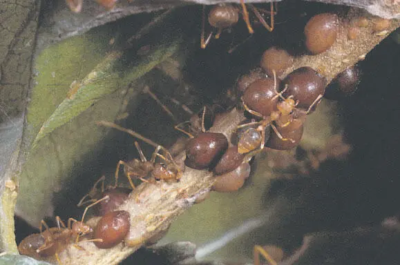 Африканские муравьипортные Oecophylla longinoda и щитовки на живых ветках в - фото 148
