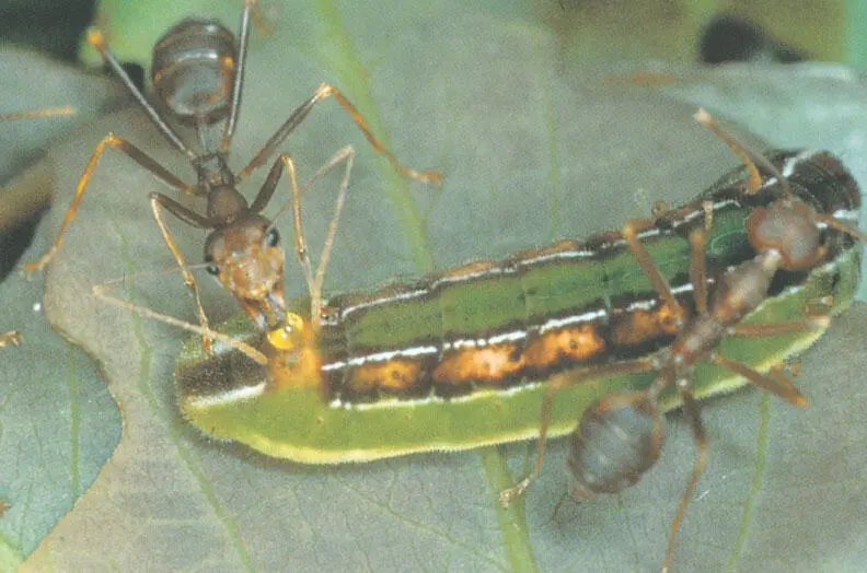 На фотографии сделанной в Малайзии муравьипортные Oecophylla smaragdina - фото 149