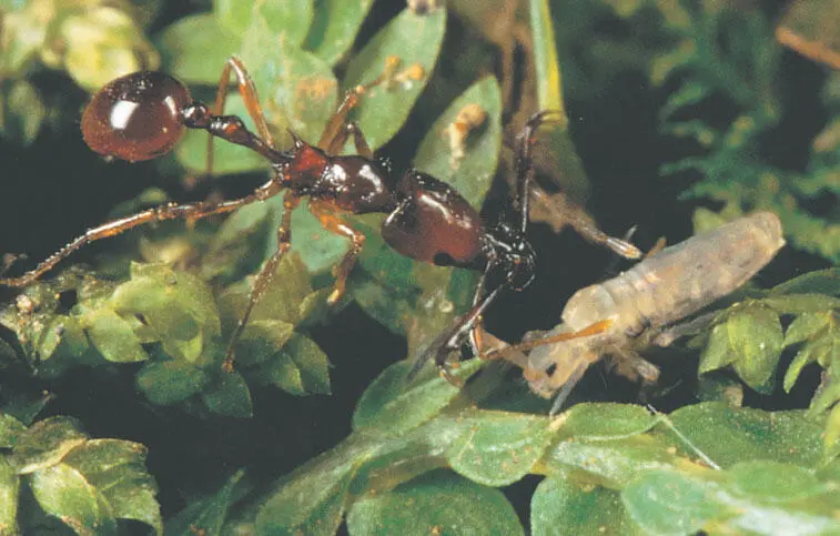 В костариканском лесу рабочий муравей Acanthognathus teledectus преследует - фото 156