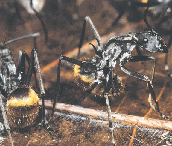Золотистые африканские муравьи Polyrhachis Их броский цвет предупреждает об - фото 160