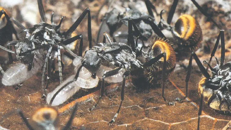 Золотистые африканские муравьи Polyrhachis Их броский цвет предупреждает об - фото 161