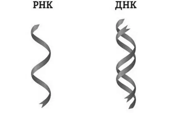 Схематическое изображение фрагментов молекул ДНК и РНК Наследственную - фото 1