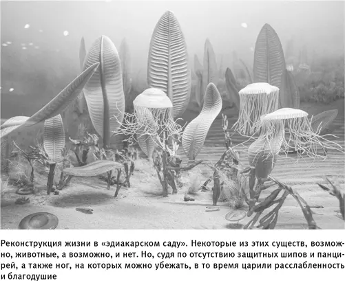 Неясно принадлежат ли эдиакарские ископаемые остатки животным Эта неясность - фото 9