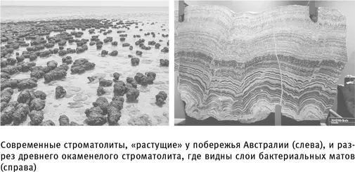 Жизнь нуждается в энергии и если энергия распределена неравномерно организму - фото 10