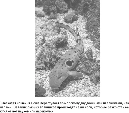 Ноги несомненная адаптация к жизни на границе твердой и текучей сред Тем - фото 14