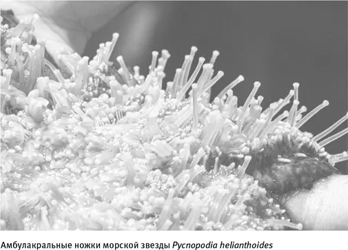 Что еще важнее многочисленные ноги или трубчатые ножки прекрасно подходят и - фото 16