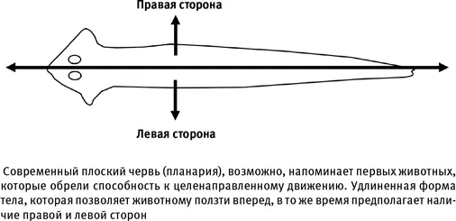 Преимущества двусторонней симметрии для движения животных настолько велики что - фото 17