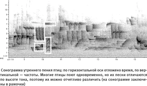 Люди не уникальны в своем умении улавливать и различать сложные вариации звука - фото 18
