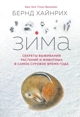 Берндт Хайнрих Зима: Секреты выживания растений и животных в самое суровое время года обложка книги