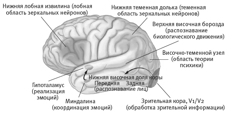 Рис 25Сеть областей составляющих наш социальный мозг Рис 26Теория - фото 12