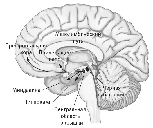 Рис 91Сеть коммуникаций сформированная производящими дофамин нейронами - фото 54