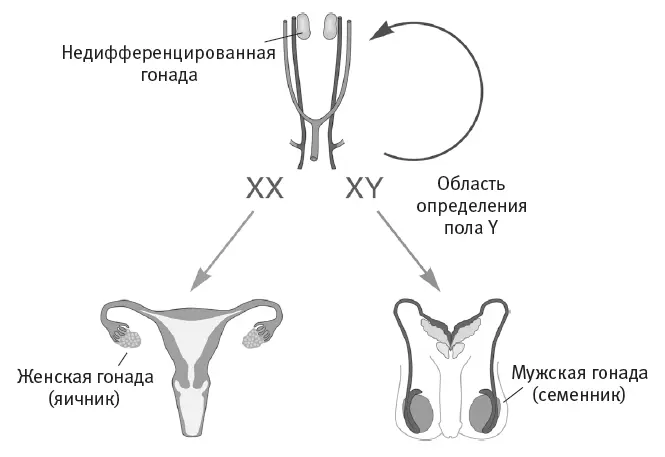 Рис 102Половая дифференциация эмбриона происходит на шестойседьмой неделе - фото 57