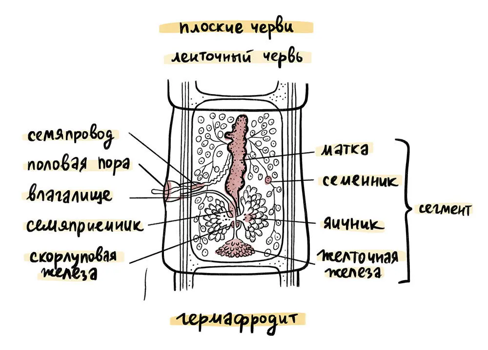 Ну а при чем тут интерсексы Несмотря на то что даже в медицинской - фото 2