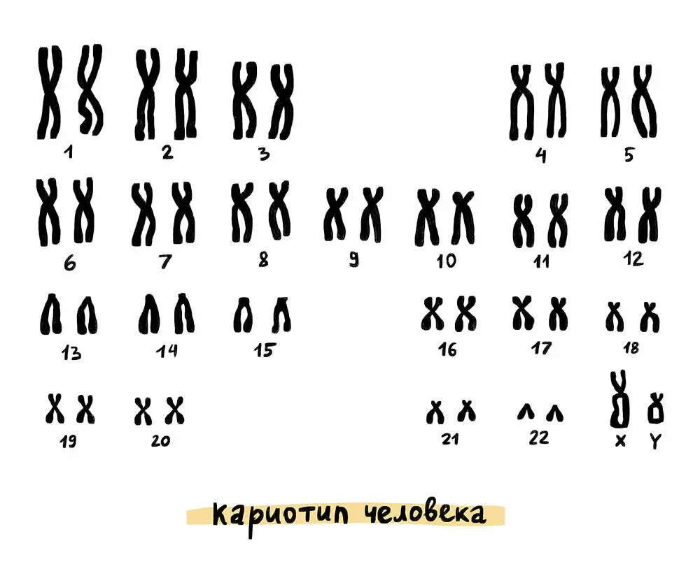 В нашем организме 44 аутосомы это парные хромосомы одинаковые у всех людей - фото 4