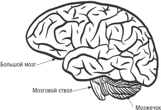 Левое полушарие большого мозга ослабленность или нарушение чувствительности - фото 1