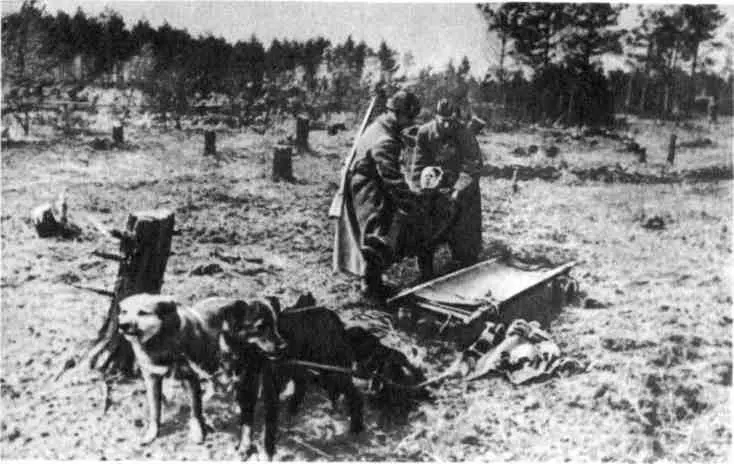 В белорусских лесах в 1944м Эвакуация раненого с помощью собачьей упряжки - фото 29
