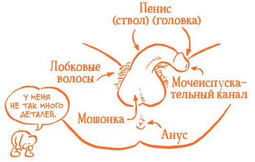 Яички и мошонка Яички это два органа в форме орешков которые висят в - фото 4
