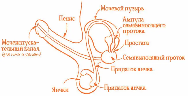 Рядом с ампулой находятся еще два органа семенной пузырек и простата Они - фото 6