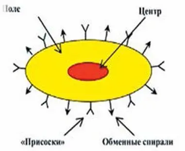 Рис 4 Условный разрез протонного информационного поля В смысл существования - фото 6
