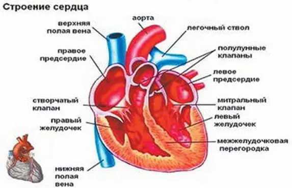Рис 1 Сердце человека Его можно заменить на искусственное произвести над - фото 11