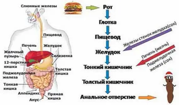 Рис 2 Строение пищеварительной системы человека Сердце в переработке пищи - фото 12