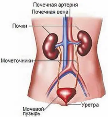 Рис 3 Строение мочевыделительной системы человека Там есть альфа и - фото 13