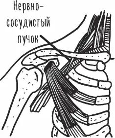 Рис 34 Итак подведем итоги Очень часто эта мышца склонна к укорочениюизза - фото 34