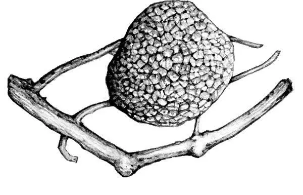 Черный перигорский трюфель Tuber melanosporum В истории человечества трюфели - фото 7