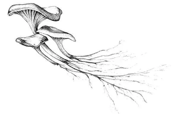 Вешенка обыкновенная Pleurotus ostreatus Когда я появился в Звездолете - фото 27