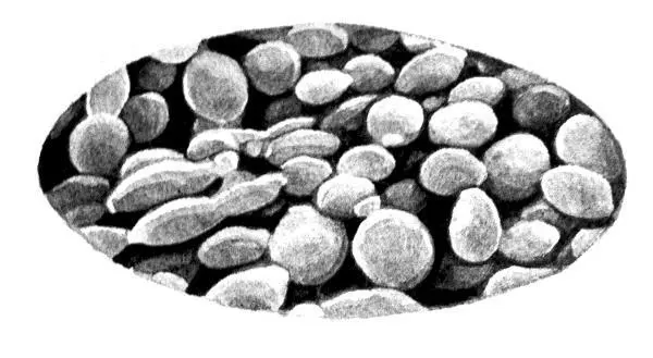Дрожжевой гриб Saccharomyces cerevisiae используемый в алкоголеварении Мои - фото 28