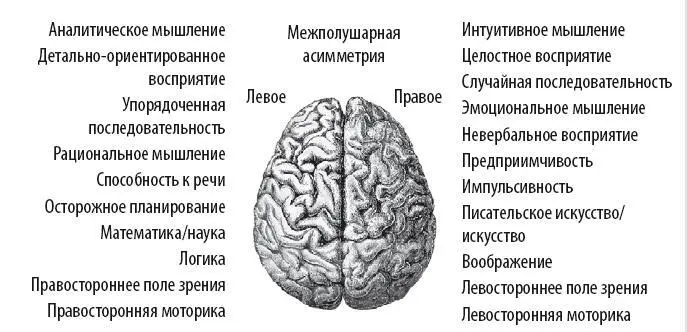 Левая и правая стороны мозга не идентичны левое полушарие отвечает за слова и - фото 73