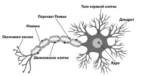 Изображение 12 Нейрон Та часть нейрона которая отвечает за связь с другими - фото 15
