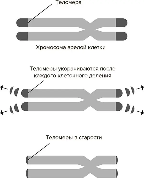Рис 21 ДНК в хромосоме на концах которой показаны теломеры укорачивающиеся - фото 1