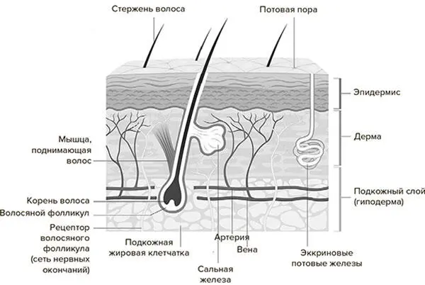 Рис 101 Слои кожи и их строение Я также объясню почему специалисты больше - фото 23