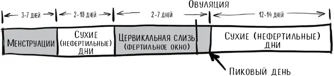 Рисунок 43 Нормальные параметры менструального цикла Тогда вы точно будете - фото 20