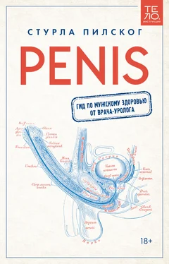 Стурла Пилског Penis. Гид по мужскому здоровью от врача-уролога обложка книги