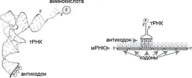 Рис 24Транспортная РНК молекулыадаптеры подносящие аминокислоты и - фото 5