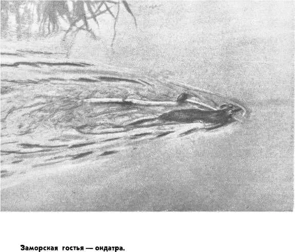 Каковы основные достоинства Зенита Что делает его незаменимым Фотоаппараты - фото 18