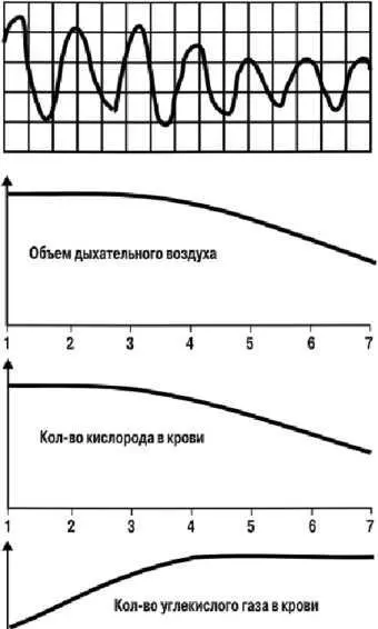 1 2 3 4 5 6 7 Рис 26 Этапы изменения объема дыхания содержания в крови - фото 31