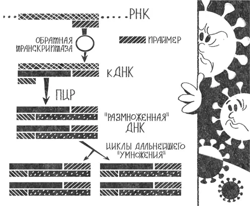 Рис 10На первой стадии реакции фермент обратная транскриптаза копирует - фото 21