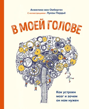 Анжелика ван Омберген В моей голове. Как устроен мозг и зачем он нам нужен обложка книги