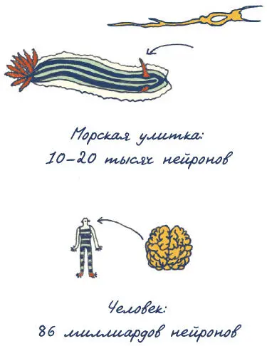 В предыдущей Извилинемы обсуждали память и морского конька гиппокамп который - фото 36