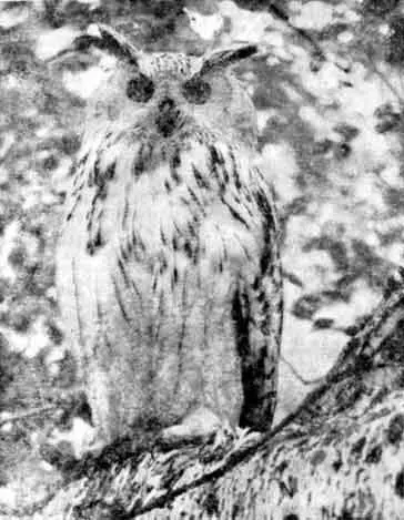 22 Филин Bubo bubo несомненно одна из самых красивых сов мира Особенно - фото 23